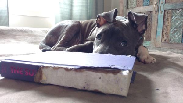 /Images/uploads/Humane Rescue Alliance/HRACalendarPhotoContest/entries/8624thumb.jpg